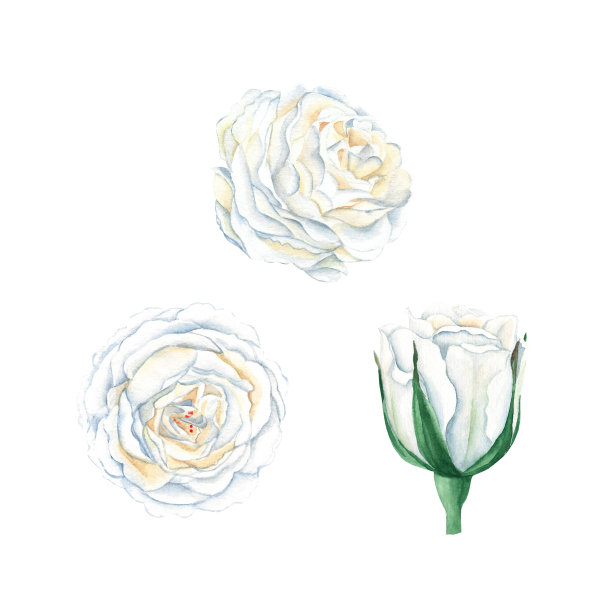 花头,鲜花盛开,花蕾