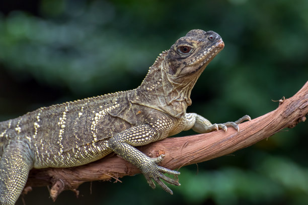 physignathus