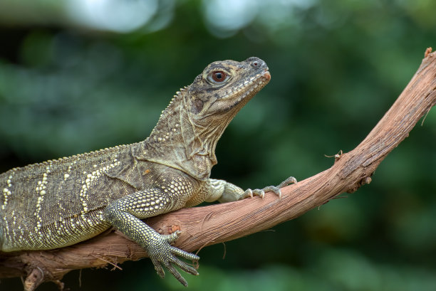 physignathus