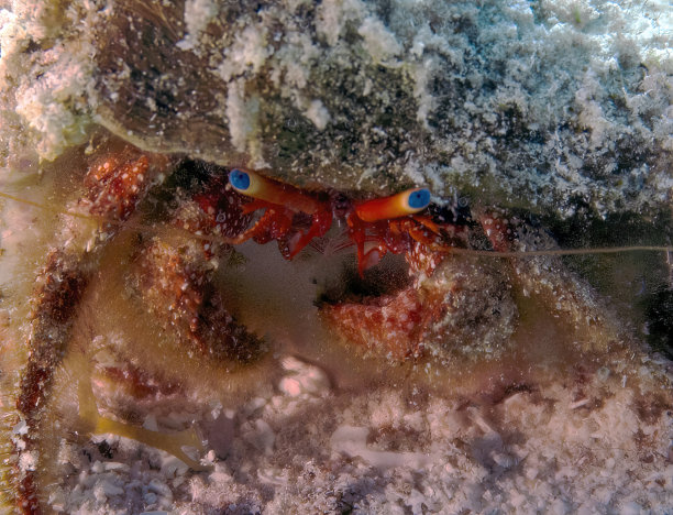 crustacean