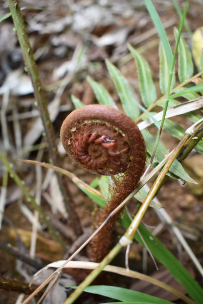 fiddlehead