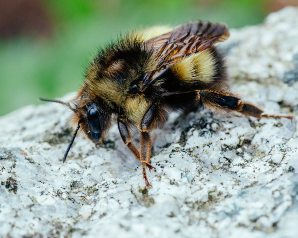 beekeeper