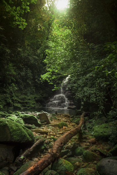 jungle