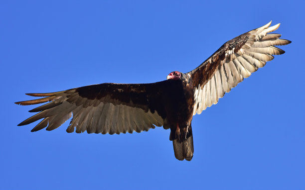 buzzard