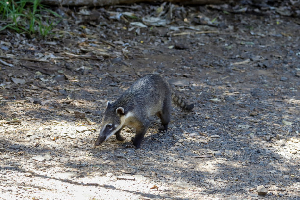 coatimundi