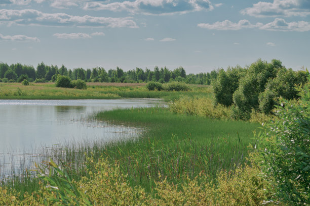 wetland