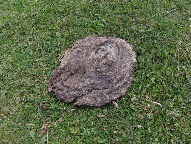 poo