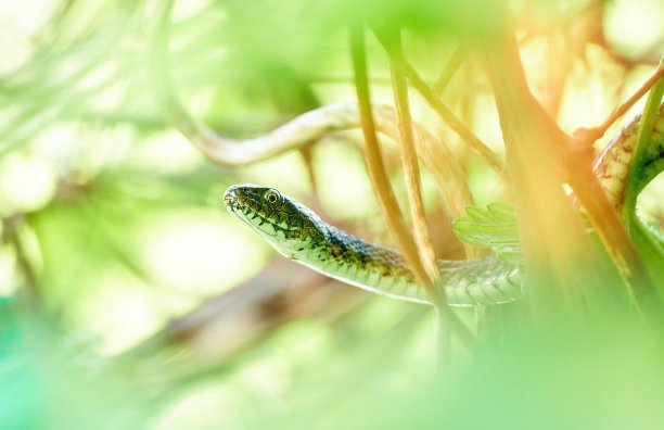 natrix