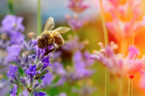 pollination