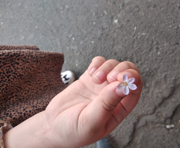 花簇,丁香花,花