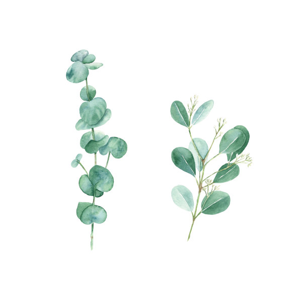 植物学,请柬,叶子