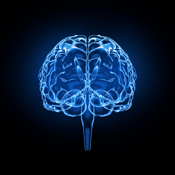medulla