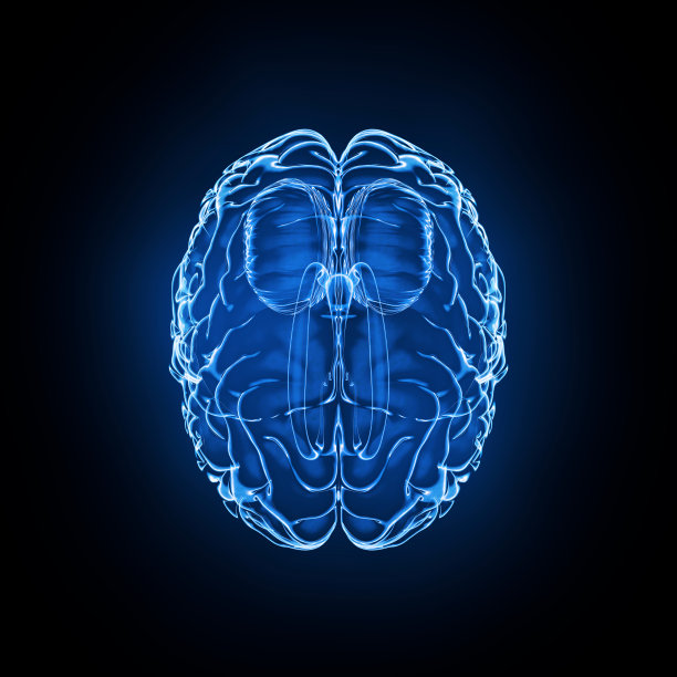 medulla