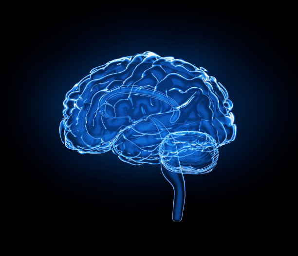 medulla