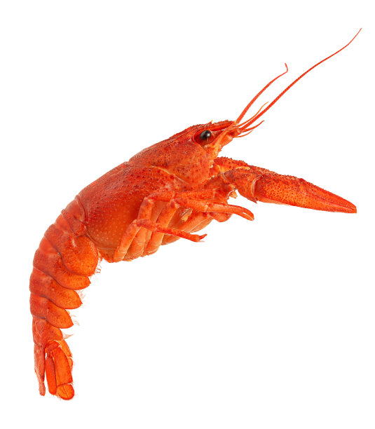 crawdad
