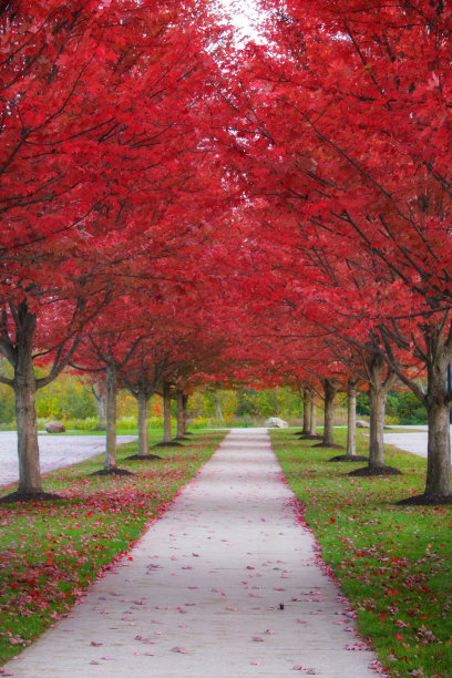 maple