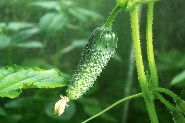 cucumber