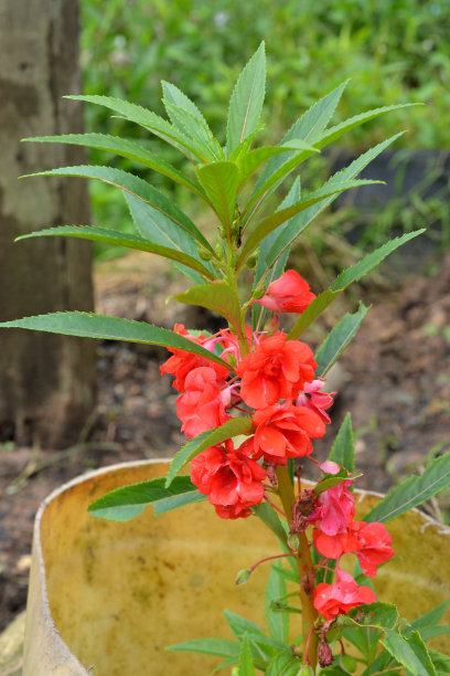 impatiens