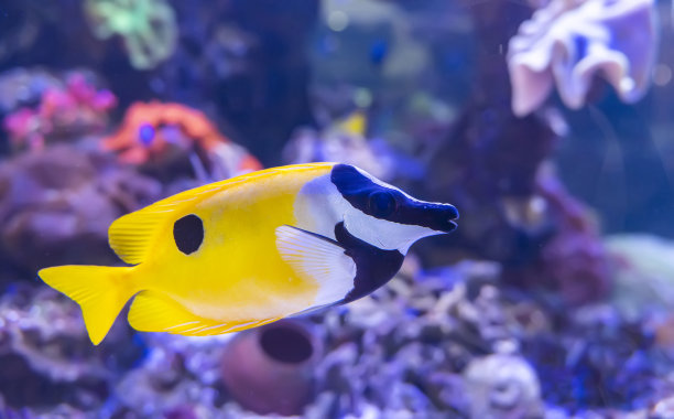 rabbitfish