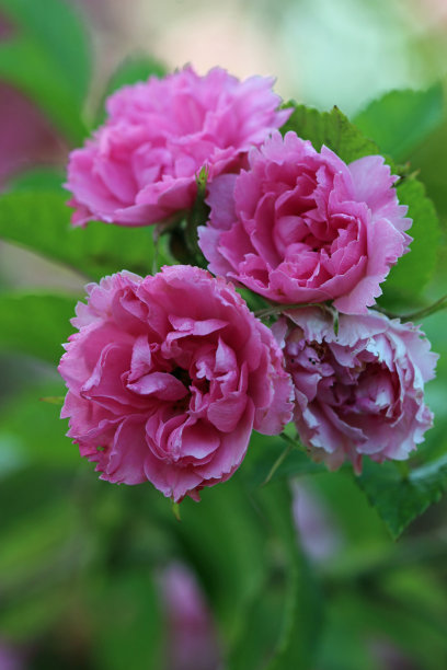 rugosa