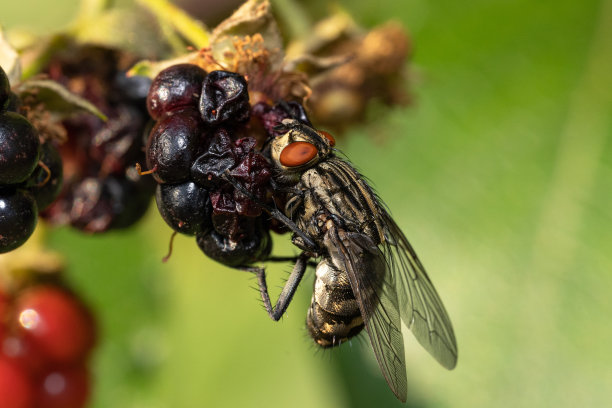 entomology