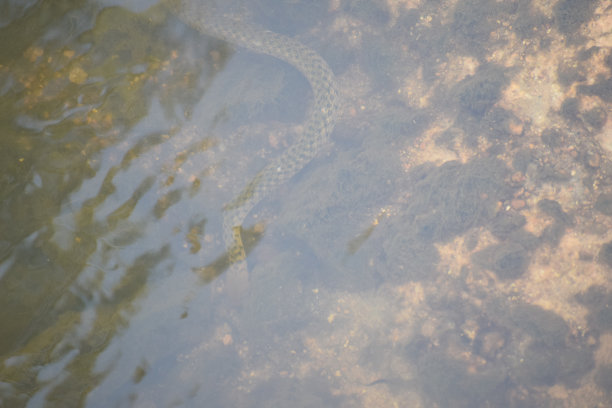 natrix