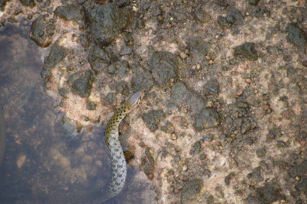 natrix