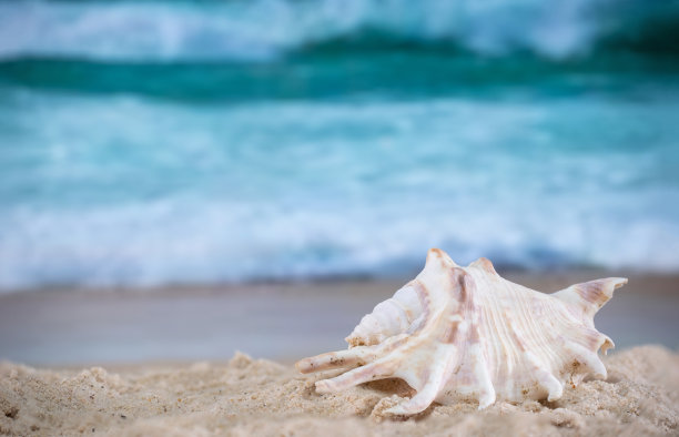 conch