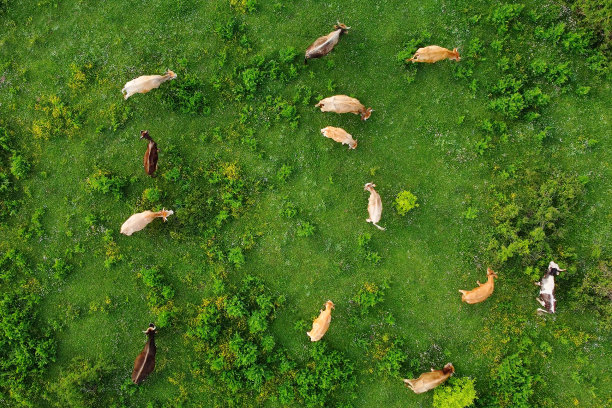 cattle