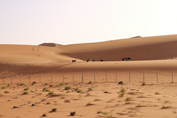 dune