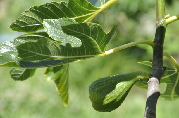 ficus