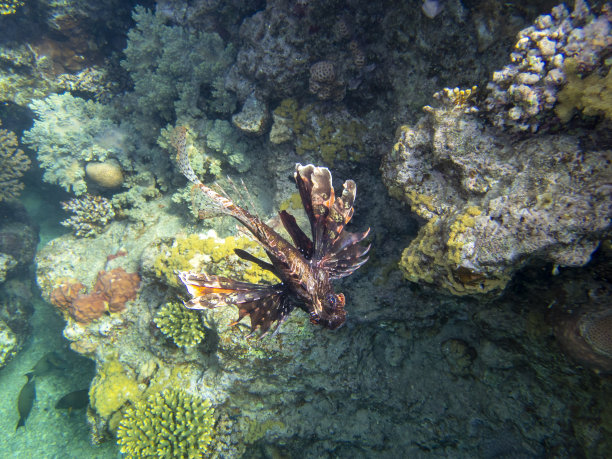 lionfish