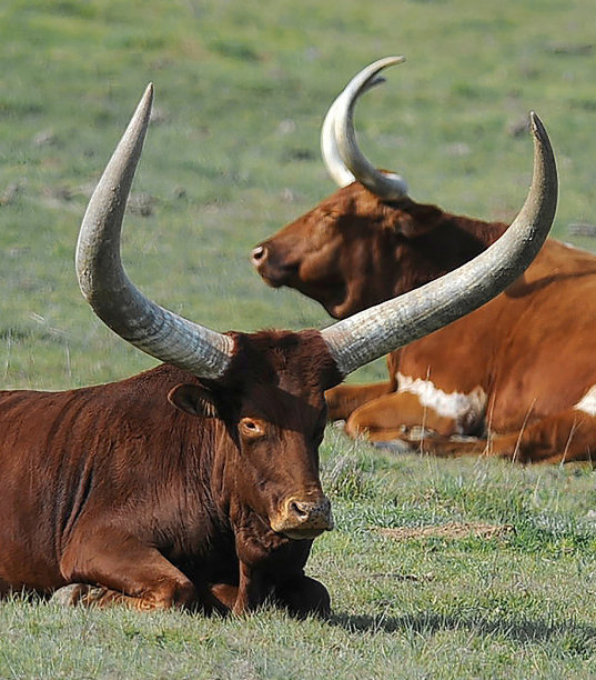 horned