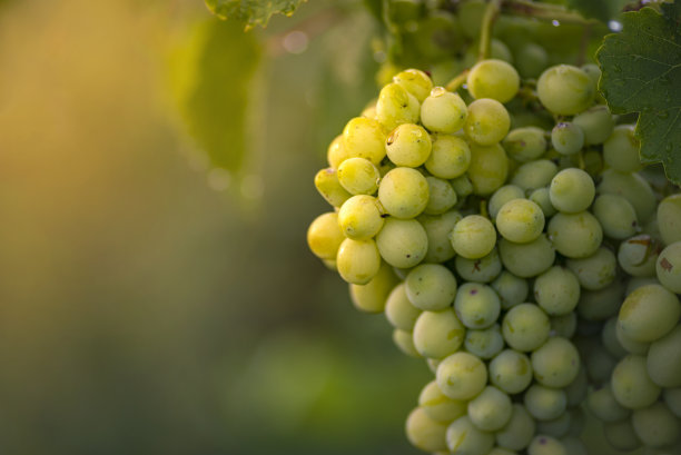 vineyard