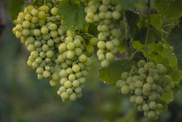 vineyard