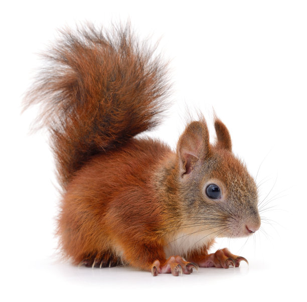 squirrel
