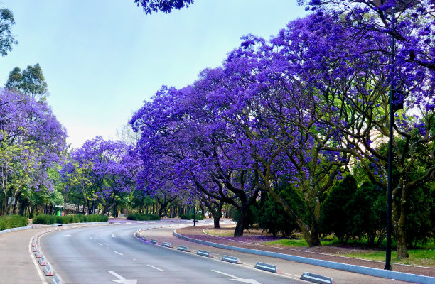 jacaranda
