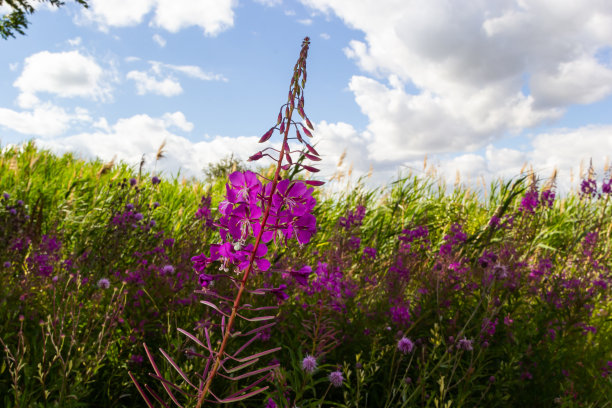 epilobium
