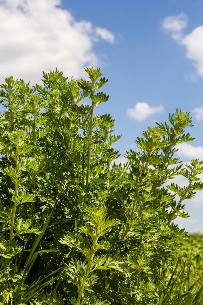 wormwood