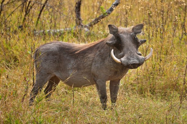 phacochoerus