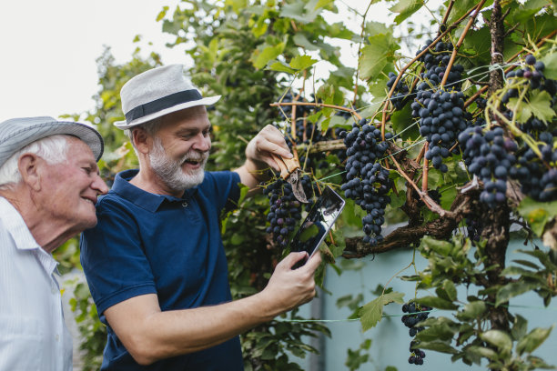 vineyard