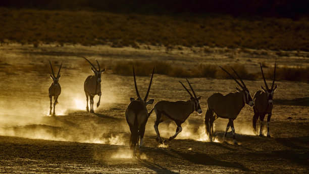 antelope
