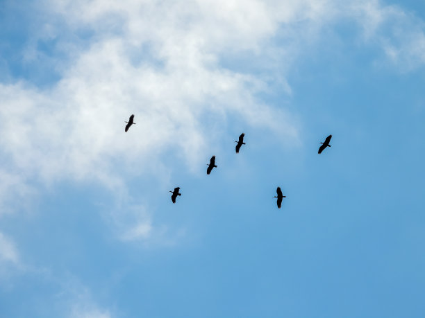 freedom