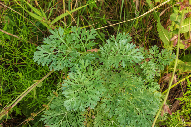 wormwood