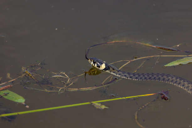 natrix