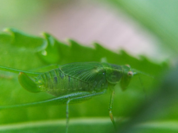 katydid