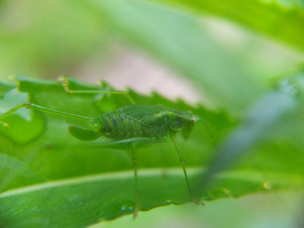 katydid
