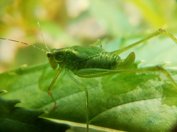 katydid