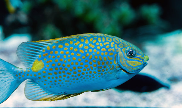 rabbitfish
