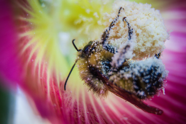 pollination